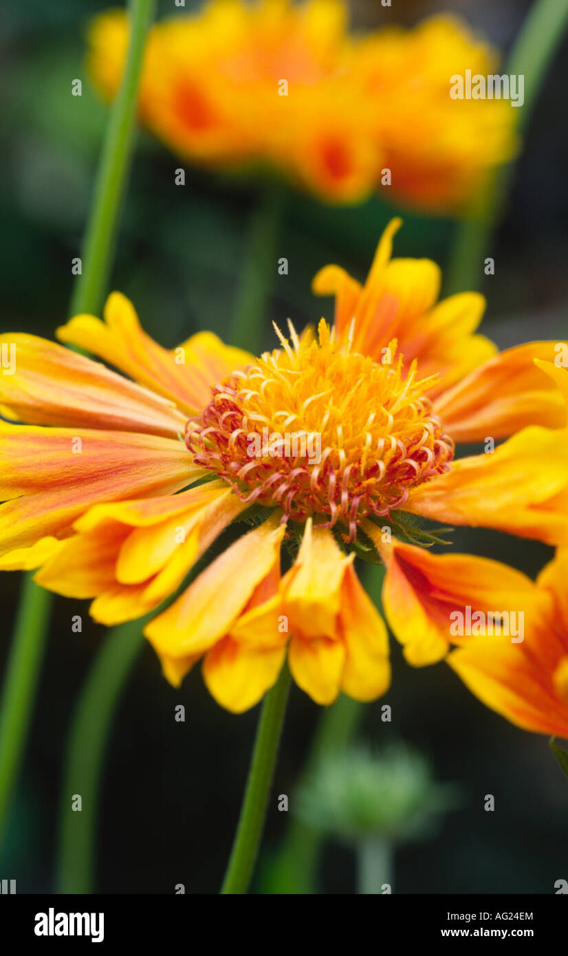 Estate fiori in un giardino inglese Gaillardia St Clements Blanket Flower Scotland Regno Unito Foto Stock