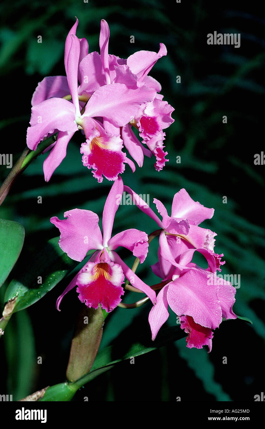 La botanica, Cattleya, specie, Cattleya labiata,, fiori, orchidea, orchidee, Orchidaceae, Foto Stock
