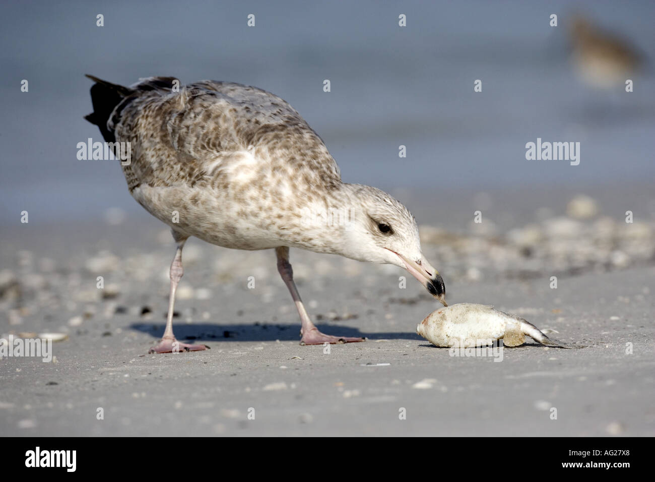 Zoologia / animali, uccelli / bird, Laridae, aringa gabbiano (Larus argentatus), giovane gabbiano con pesce, spiaggia, De Soto Park, Florida, Stati Uniti d'America, distribuzione: Nord America, Europa, Asia, Additional-Rights-Clearance-Info-Not-Available Foto Stock