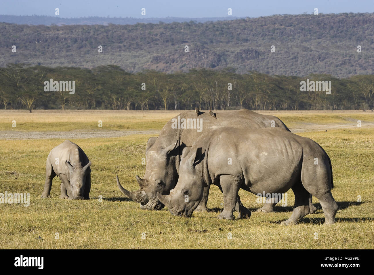 Zoologia / animali, mammifero / di mammifero, Rhinocerotidae, quadrato a labbro rinoceronte (Ceratotherium simum), due rinoceronte con cub nella savana, Lake Nakuru National Park, Kenya, distribuzione: Africa, Additional-Rights-Clearance-Info-Not-Available Foto Stock