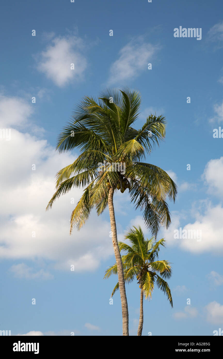 Le palme nel sud-ovest della Florida Foto Stock