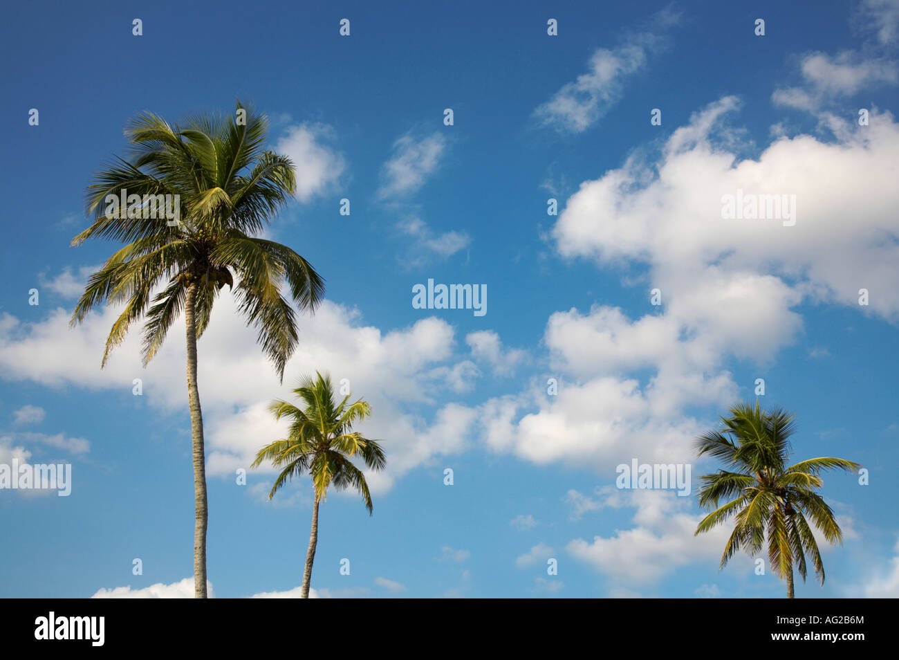 Le palme nel sud-ovest della Florida Foto Stock