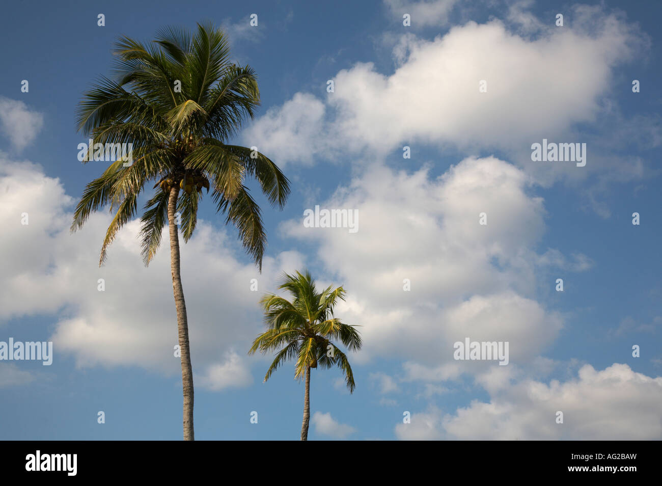 Le palme nel sud-ovest della Florida Foto Stock