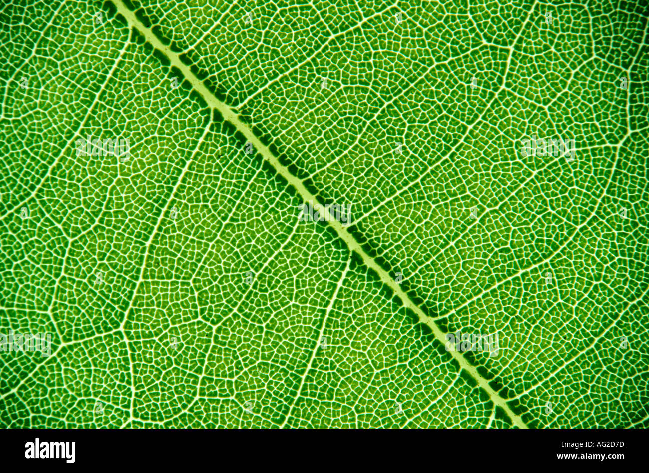 Foglia di pianta dicotiledone Foto Stock