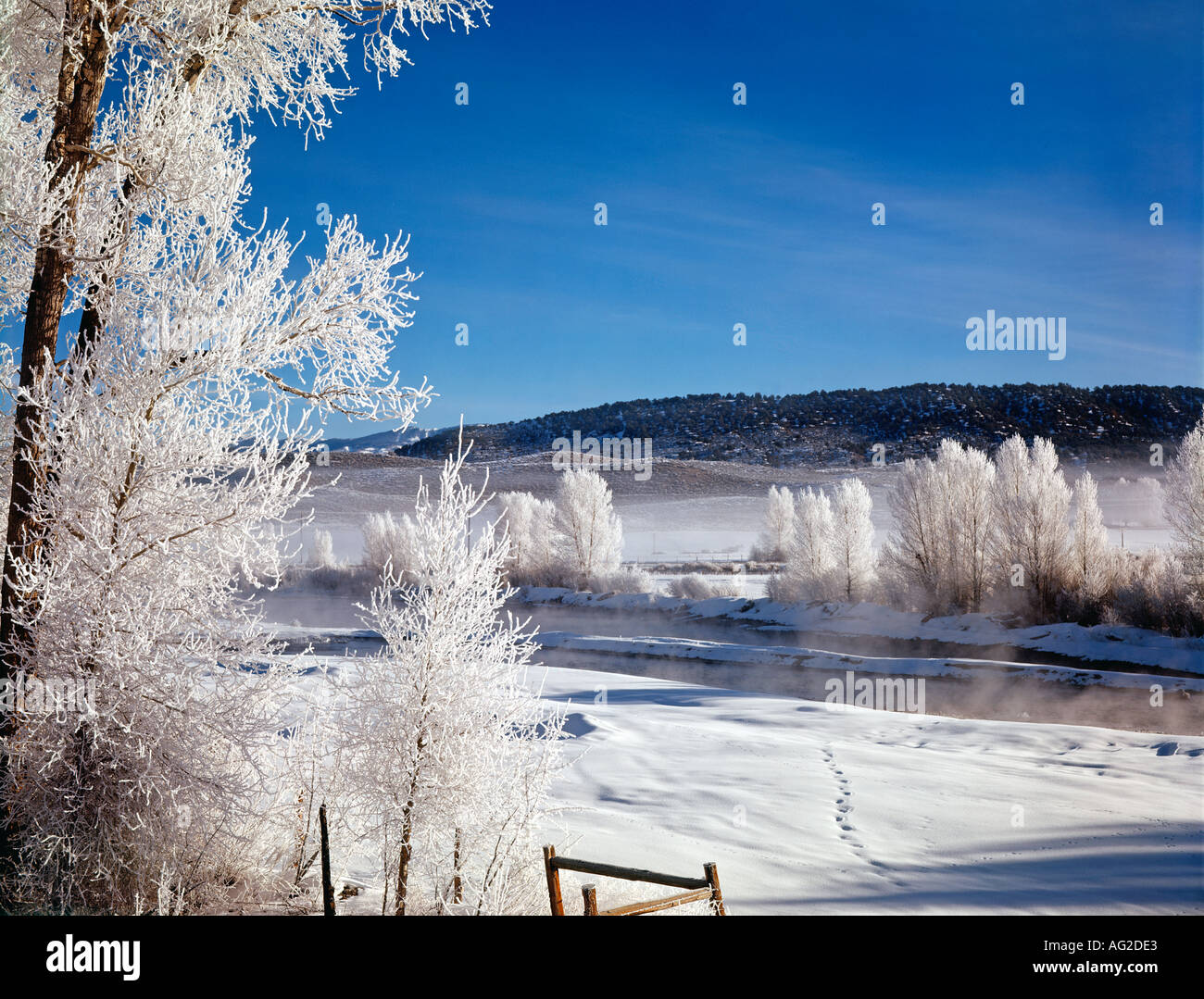 Pioppi neri americani alberi coperti di ghiaccio nei pressi di Ouray Colorado USA tempesta di ghiaccio Foto Stock