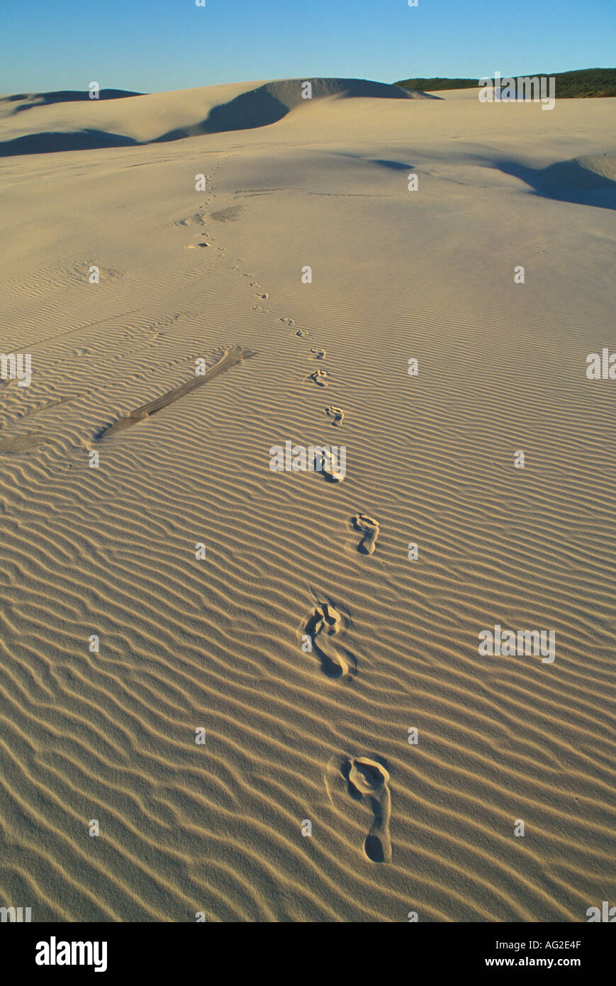 Australia Queensland Fraser Island orme sulle dune di sabbia Foto Stock