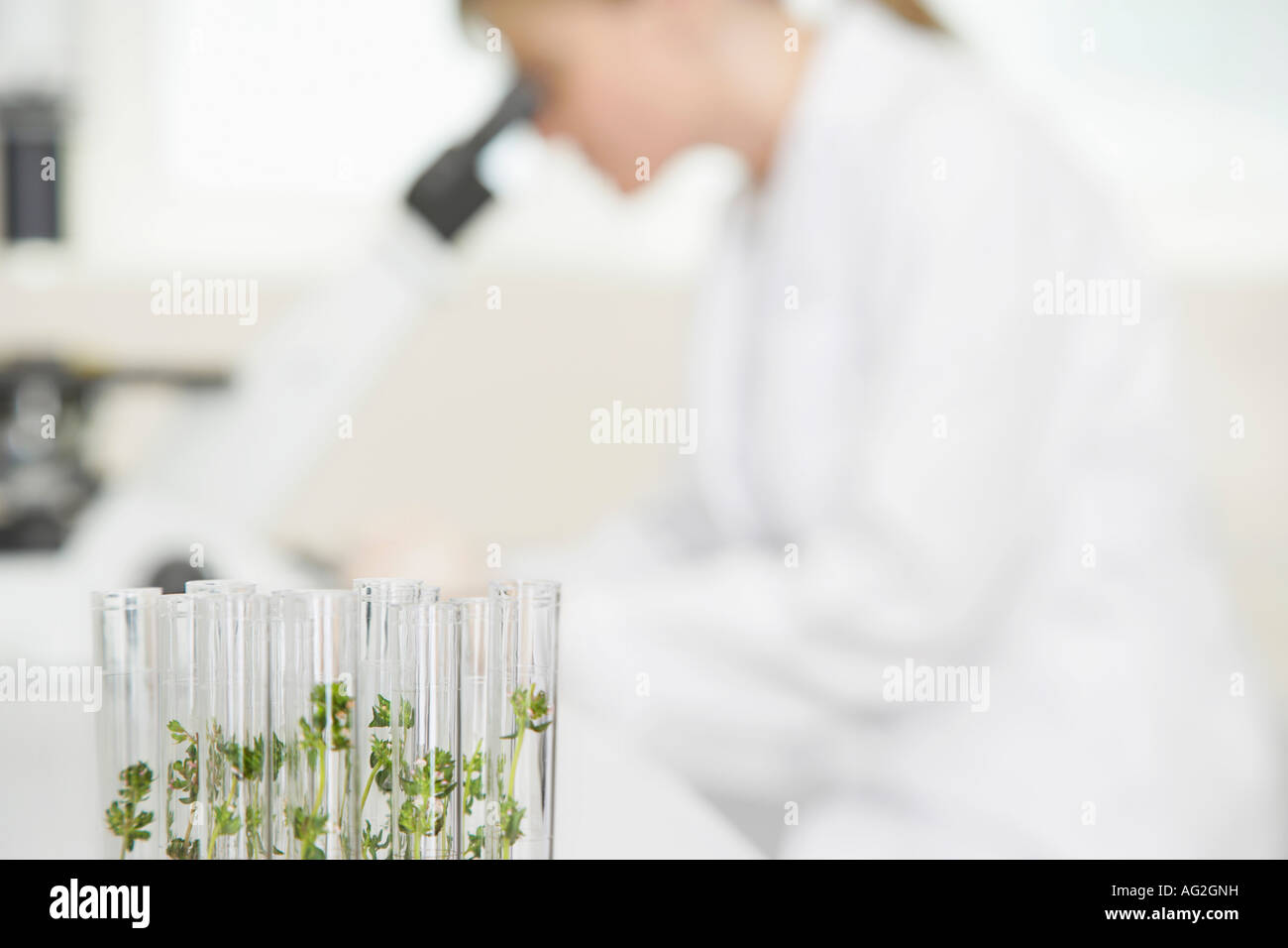 Scienziato usando microscopio in laboratorio, focus su piante in tubi di prova in primo piano Foto Stock