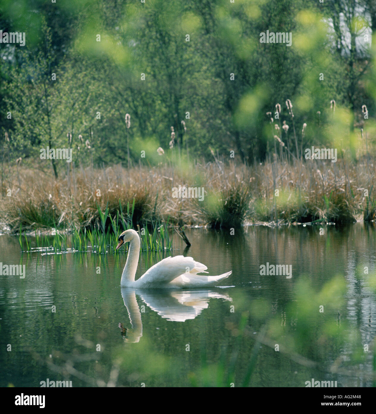 Cigno con la riflessione Foto Stock