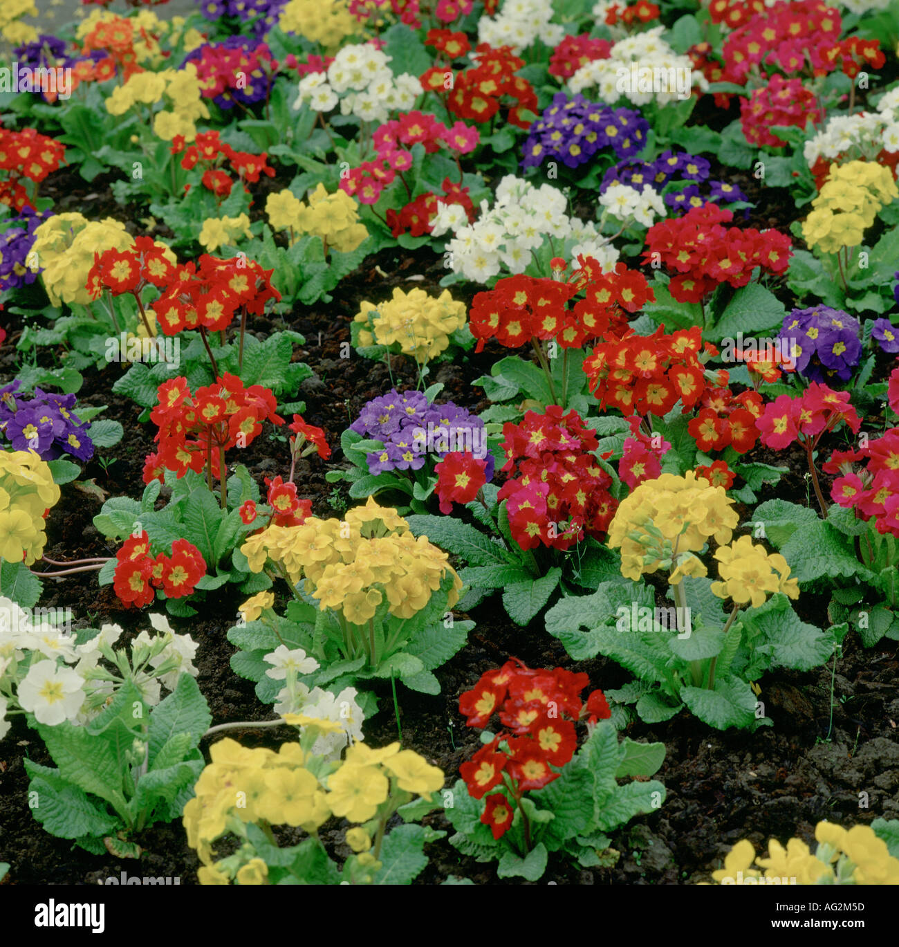 F1 Polyanthus ibrido Foto Stock