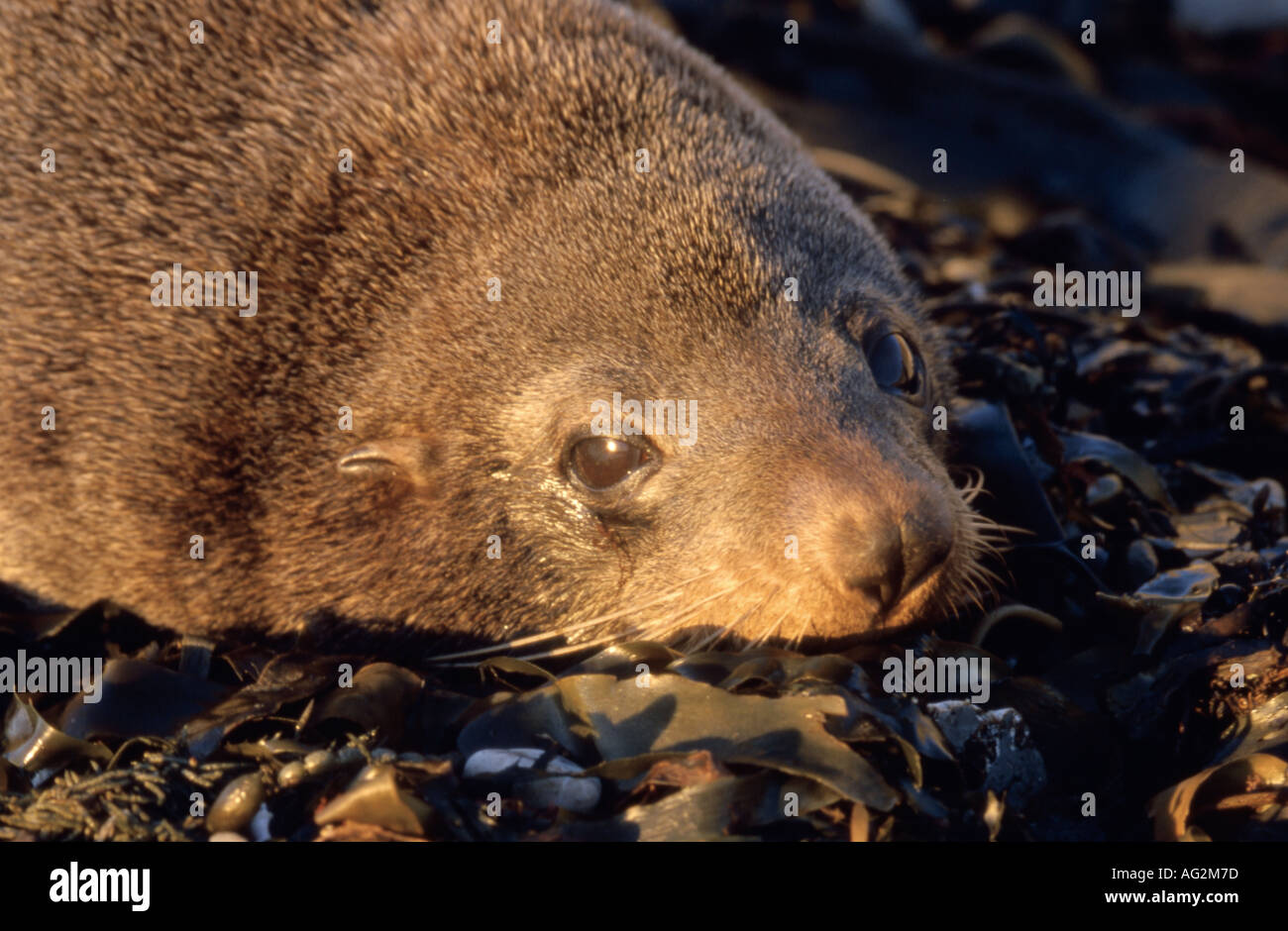 Nuova Zelanda pelliccia sigillo Callorhinus Ursinus in appoggio tra le alghe Kaikoura Nuova Zelanda Foto Stock