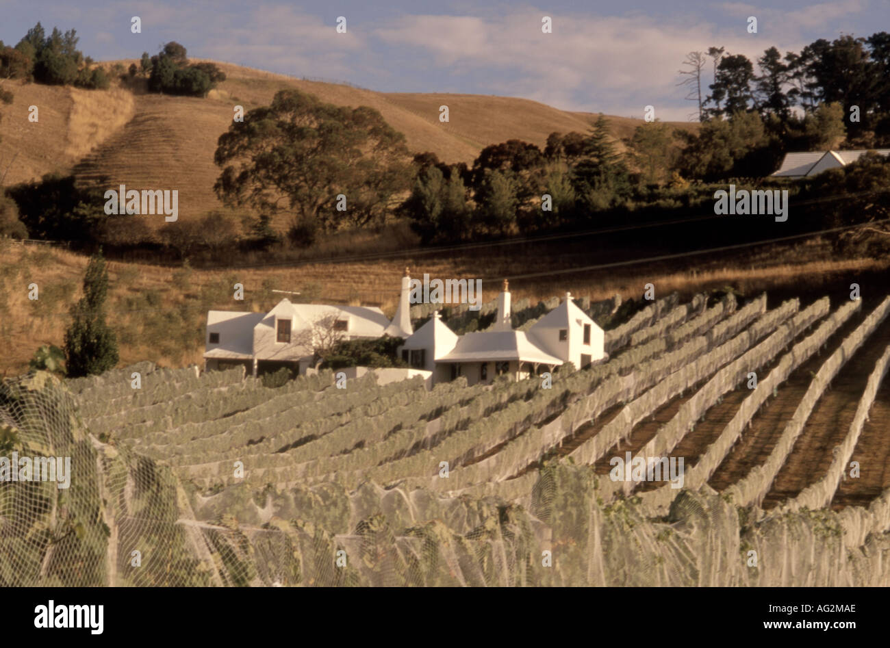 Il Te Mata vigna Havelock North Hawkes Bay Nuova Zelanda Foto Stock