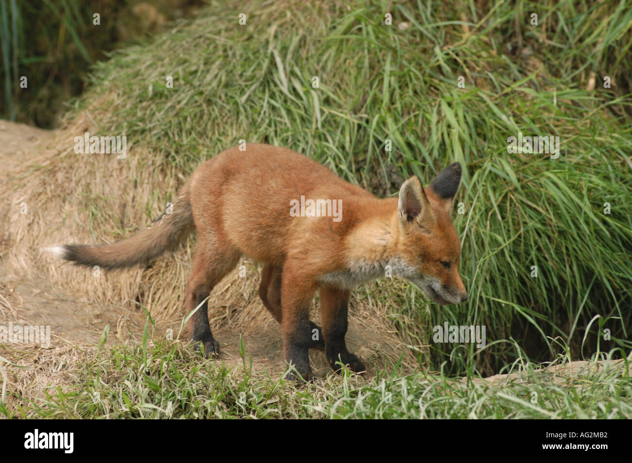 Fox cub fuori den Foto Stock