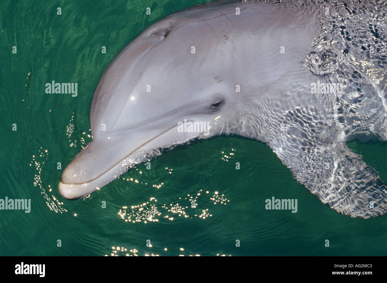 Il tursiope o delfino maggiore che mostra il foro di soffiaggio Foto Stock