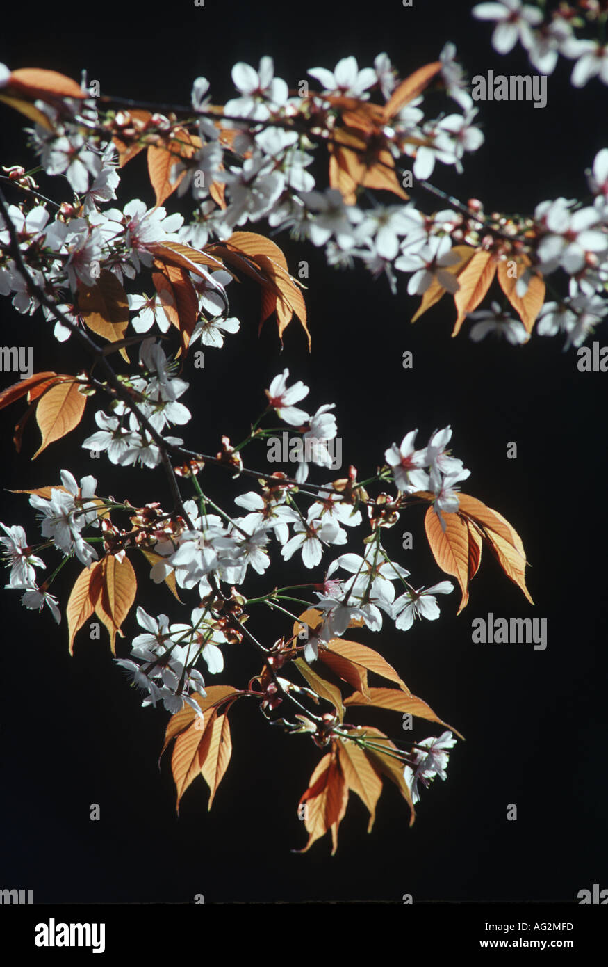Backlit cherry blossom Japan Foto Stock