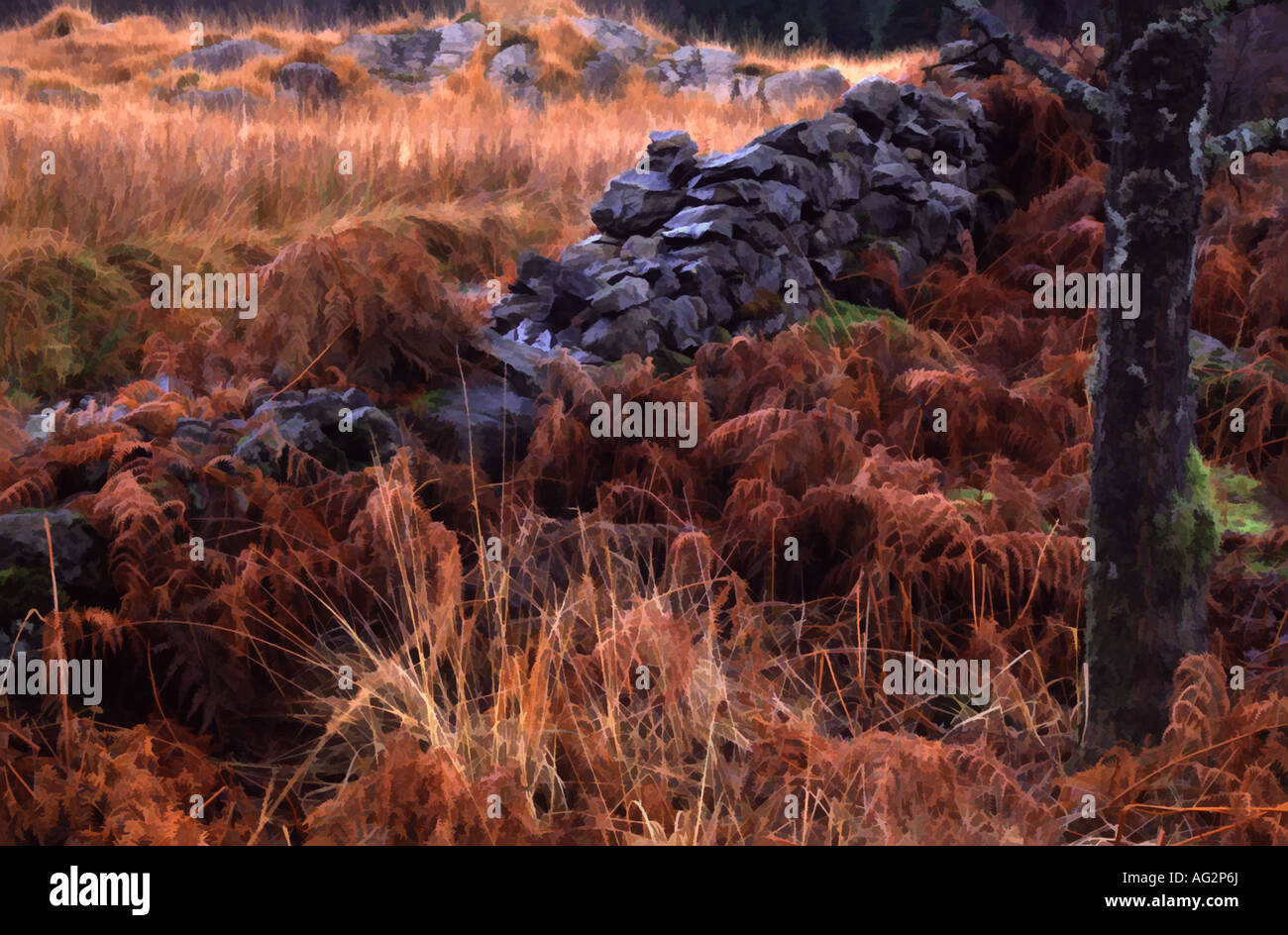 Lake District muro di pietra e felci di autunno Foto Stock