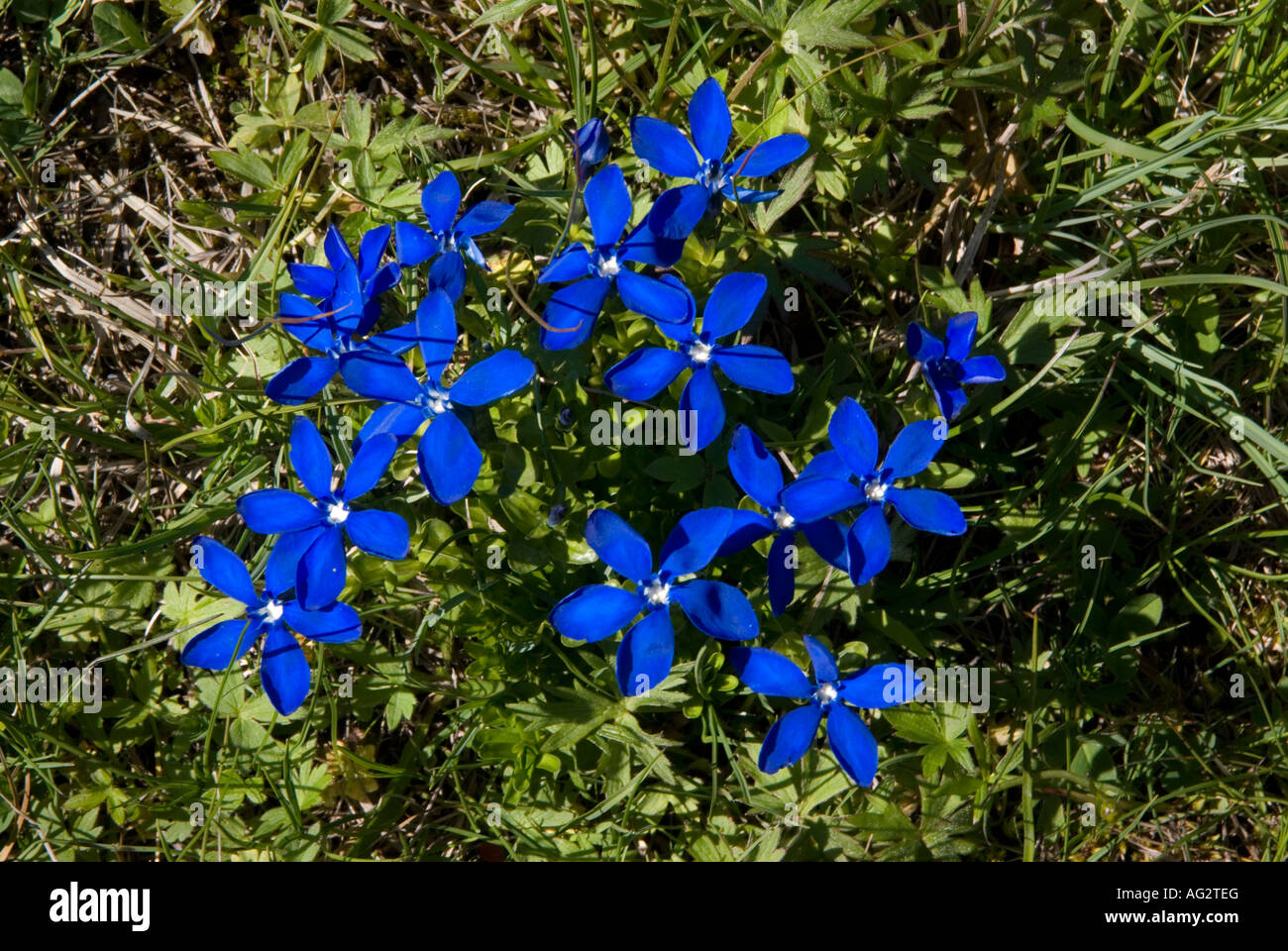 Molla svizzero genziana Foto Stock