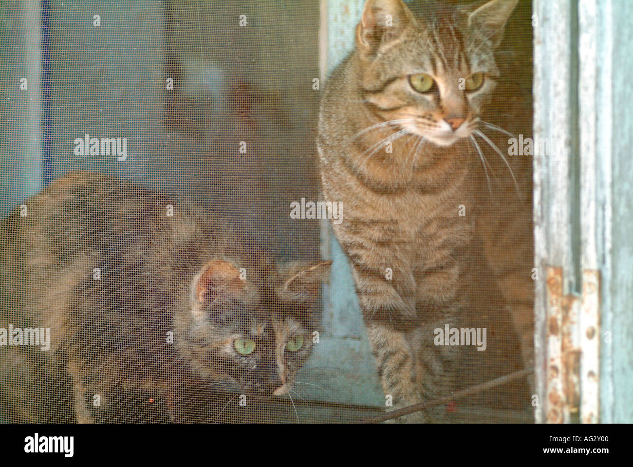 Due gatti a strisce del peering in corrispondenza di una finestra dietro fly griglia di protezione Foto Stock