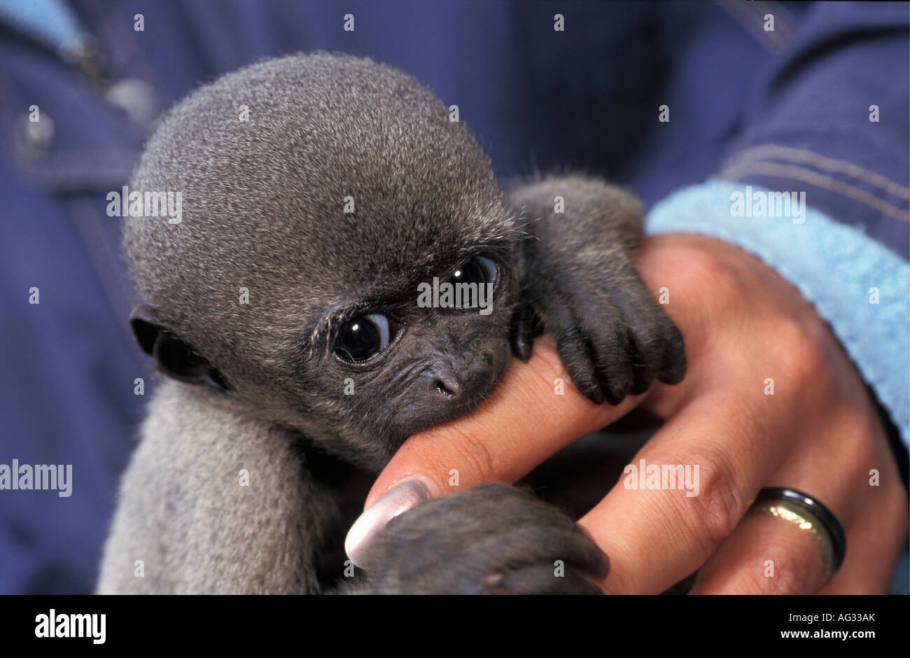 Paesi Bassi Apeldoorn lanosi scimmia baby mordere la mano del visitatore in zoo chiamato Apenheul Foto Stock
