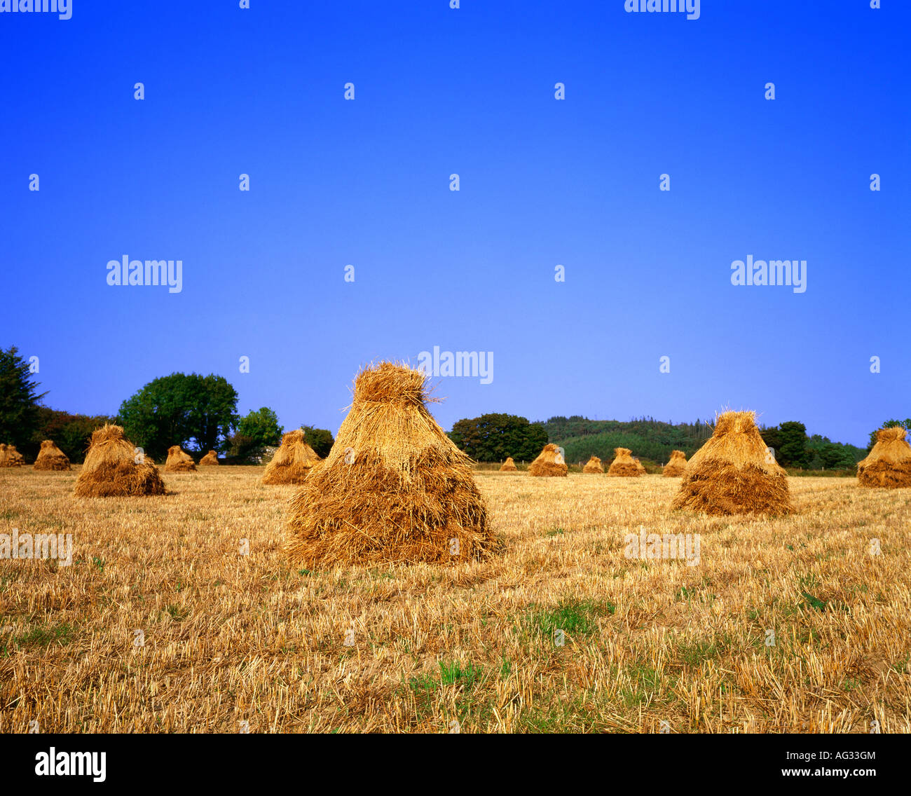 Campo pieno di pile di fieno con il verde delle colline e alberi in backround in una limpida giornata di sole Foto Stock