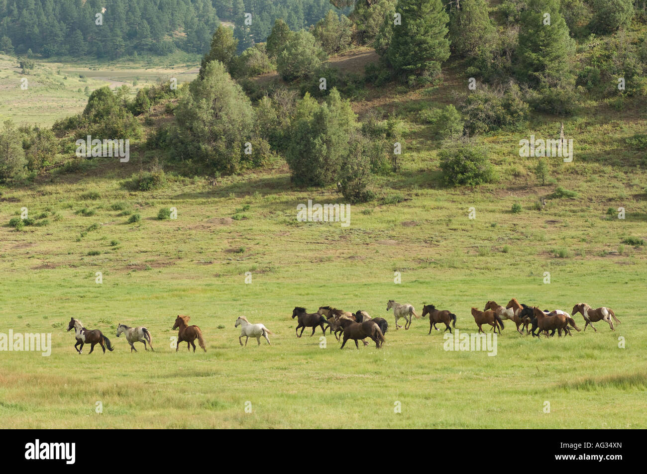 Allevamento di cavalli correndo libero vicino a Pagosa Springs CO Foto Stock