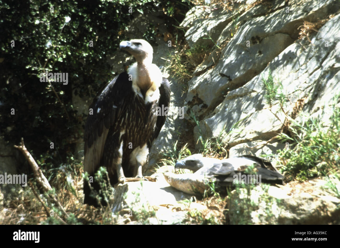 Zoologia / animali, uccelli / bird, avvoltoio, bianco-backed Vulture (Gyps africanus), seduta sul nido con scuab, Barbi, Francia, distribuzione: Africa, Additional-Rights-Clearance-Info-Not-Available Foto Stock