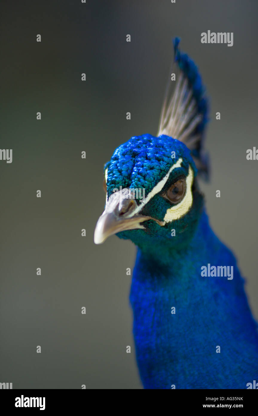 Blu brillante peacock profilo di testa Foto Stock