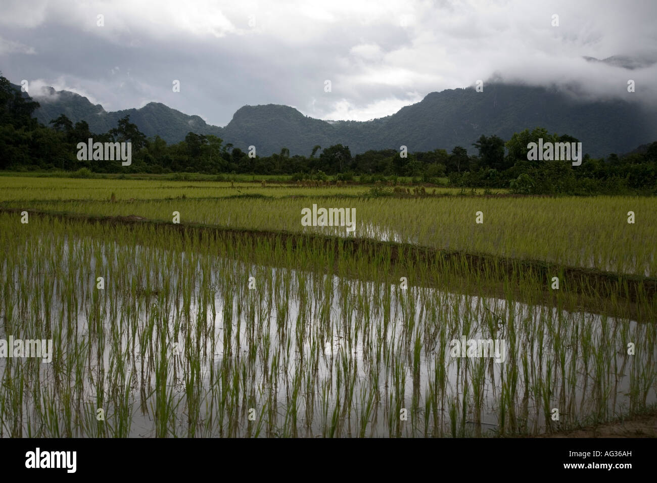 La risaia campo nei pressi di Vang Vieng, Laos. Foto Stock