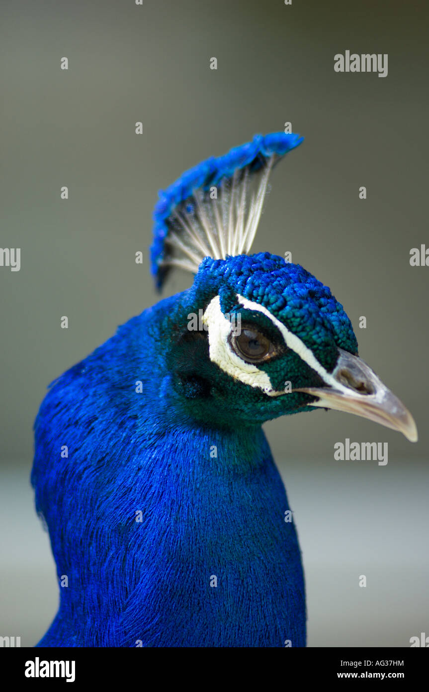 Blu testa di pavone Foto Stock