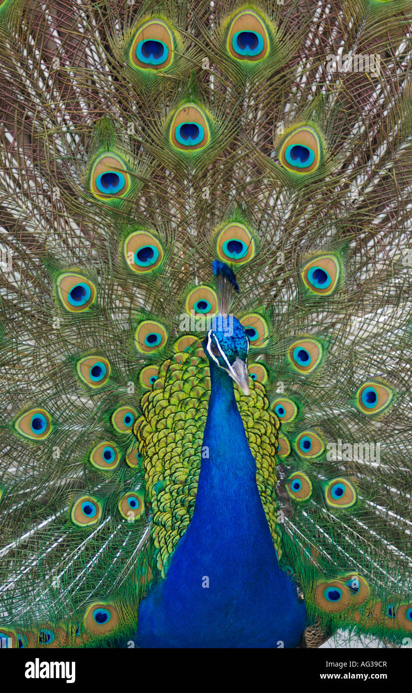 Pavone maschio in piena display che mostra le piume di coda Foto Stock