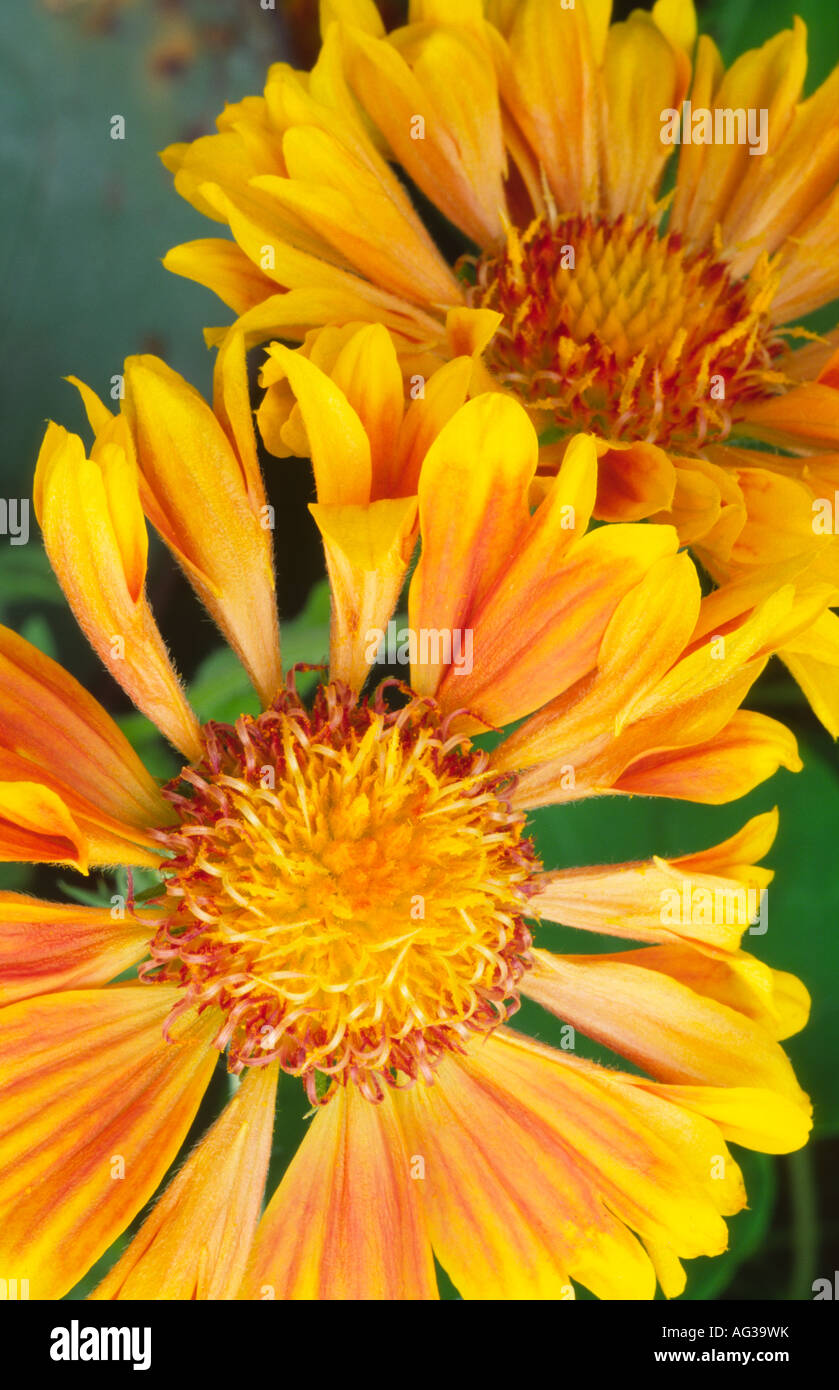 Estate fiori in un giardino inglese Gaillardia St Clements Blanket Flower Scotland Regno Unito Foto Stock