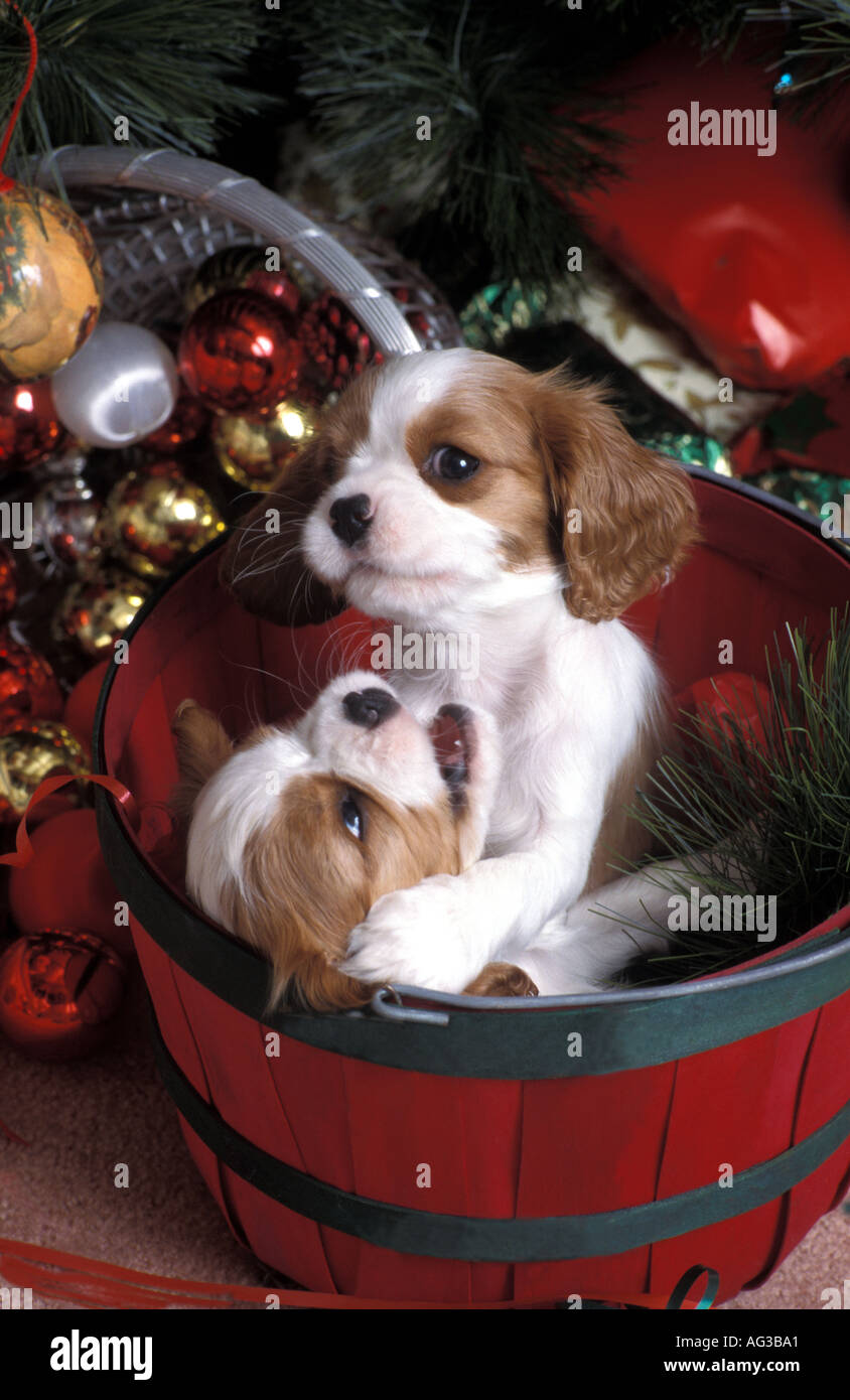 Due giocoso Blenheims Cavalier King Charles Spaniel cuccioli a natale Foto Stock