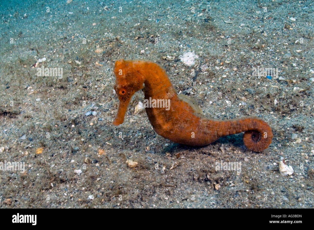 Muso lungo i cavallucci marini (Hippocampus reidi) fotografato in Singer Island, FL. Foto Stock