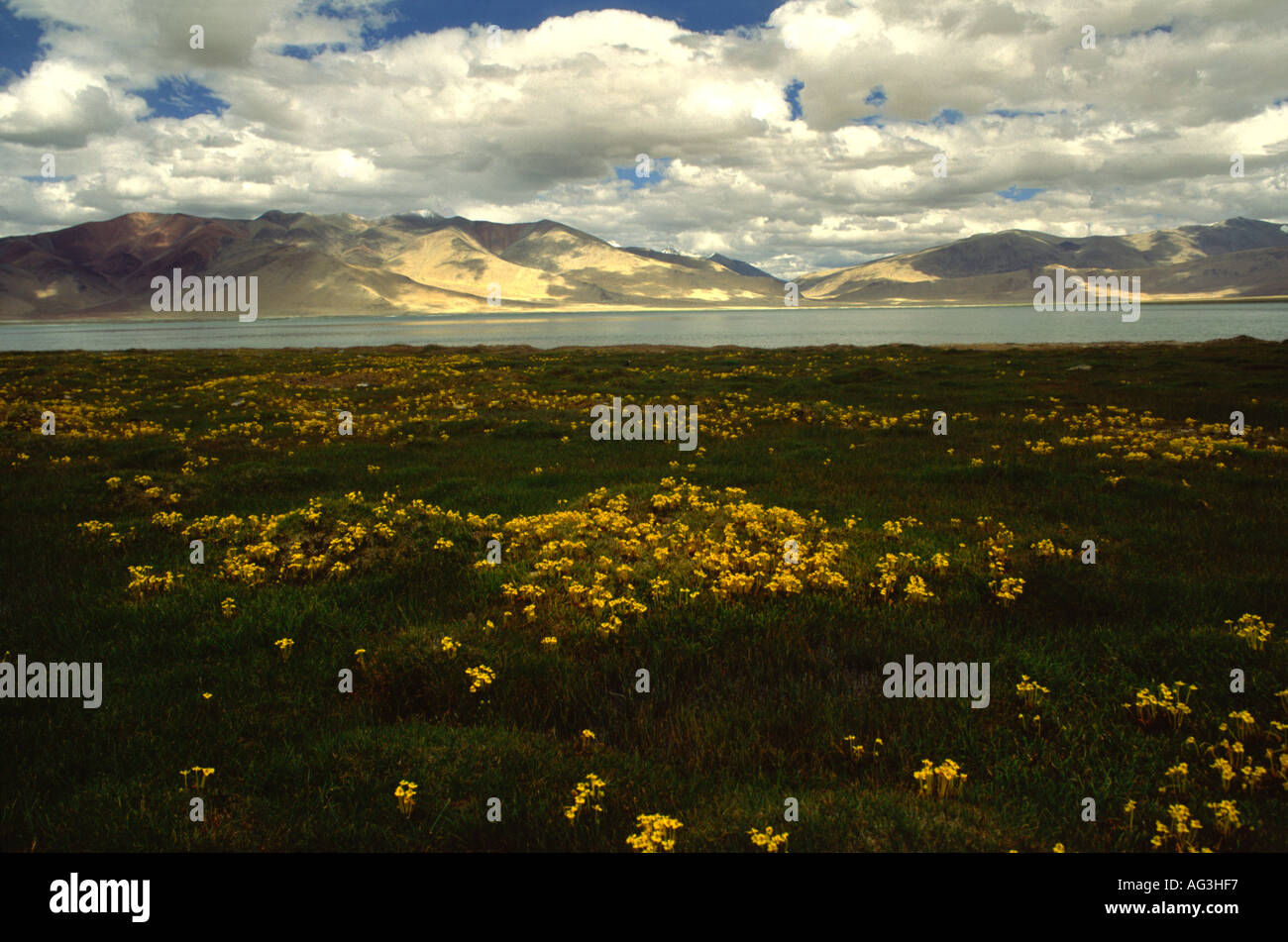 Pidocchio giallo Wort sulla riva paludosa di super lago salino Tso Kar 4268 m Ladakh India del nord Foto Stock