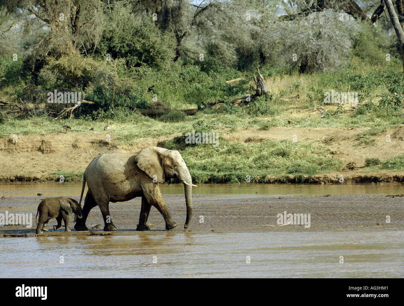 Zoologia / animali, mammifero / di mammifero, Elefanti Elefante africano (Loxodonta africana), elefante femmina con vitello di Samburu Reservat, Kenya, distribuzione: Africa a sud del Sahara, , Additional-Rights-Clearance-Info-Not-Available Foto Stock