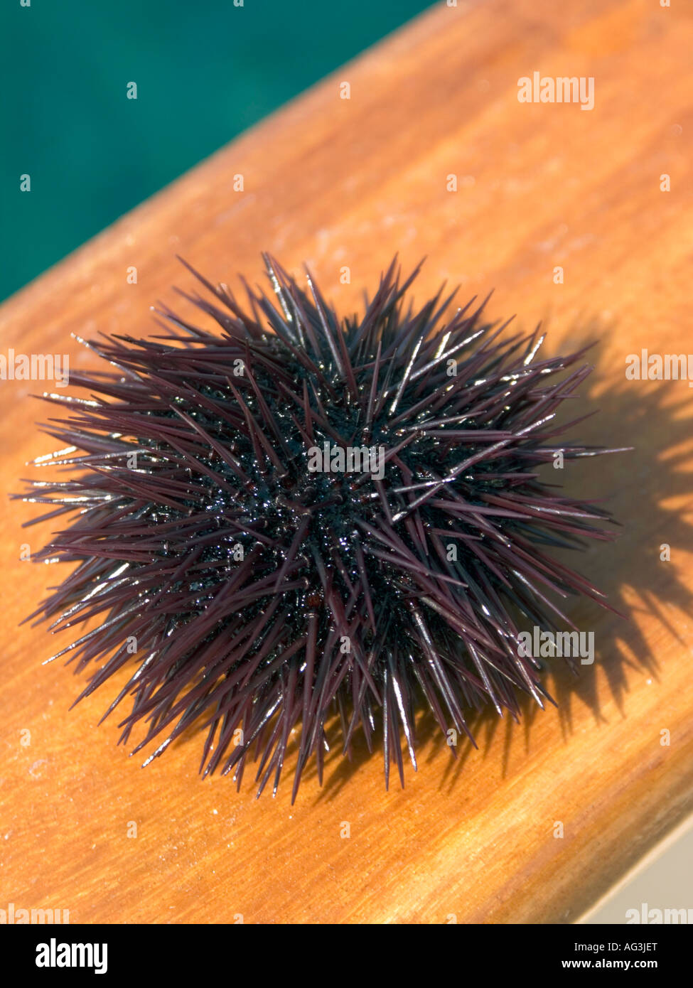 riccio di mare Foto Stock