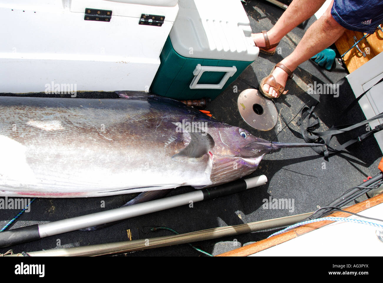 Marlengo pesce nel fondo della barca, Baia di Sodwana potete, Sud Africa Foto Stock