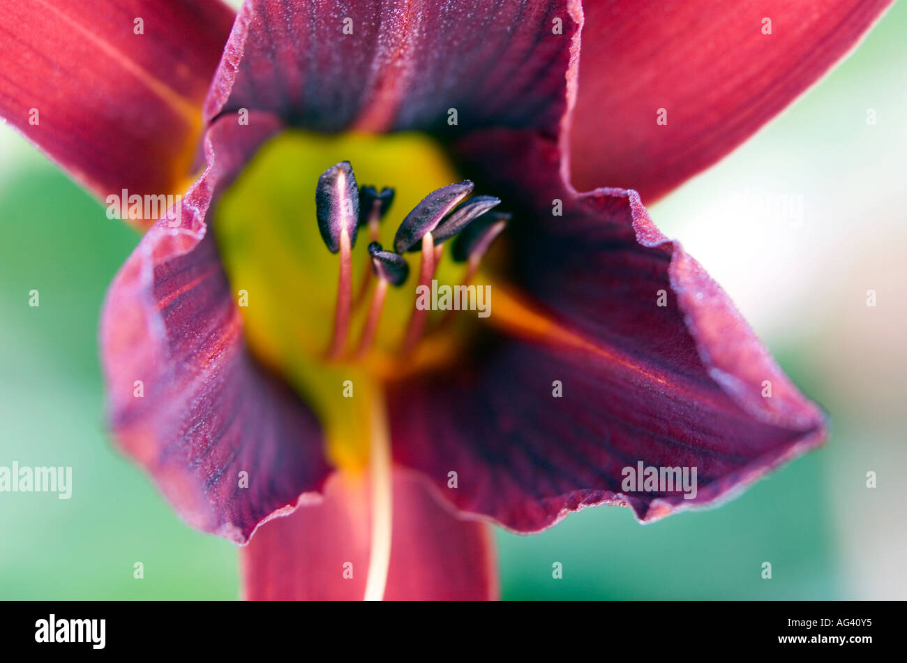 Close-up di rosso giallo fiore di giglio mostra filamenti e stame in estate il sole contro lo sfondo di colore verde Foto Stock