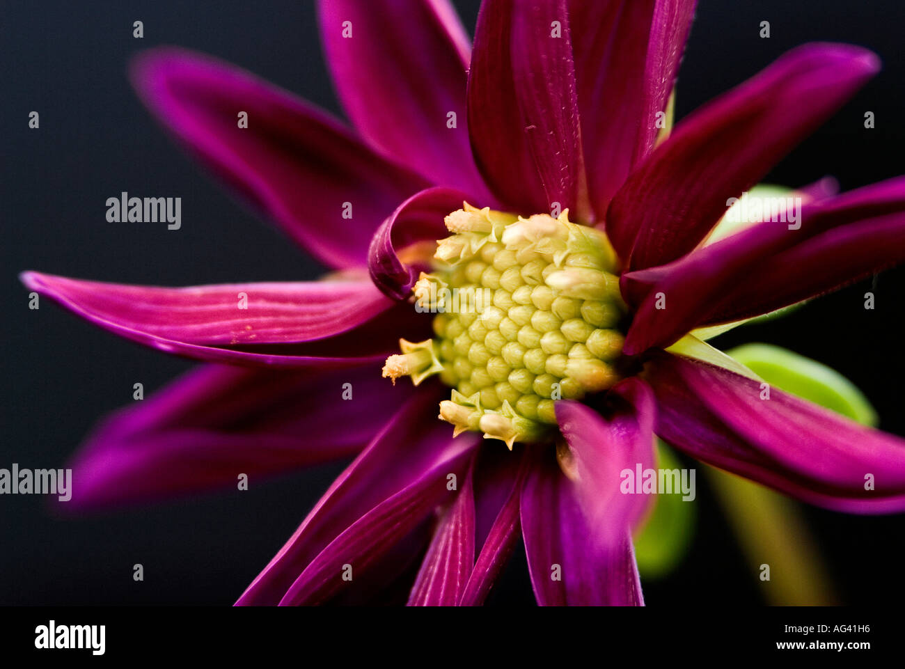 Fiore Dahlia contro uno sfondo scuro Foto Stock