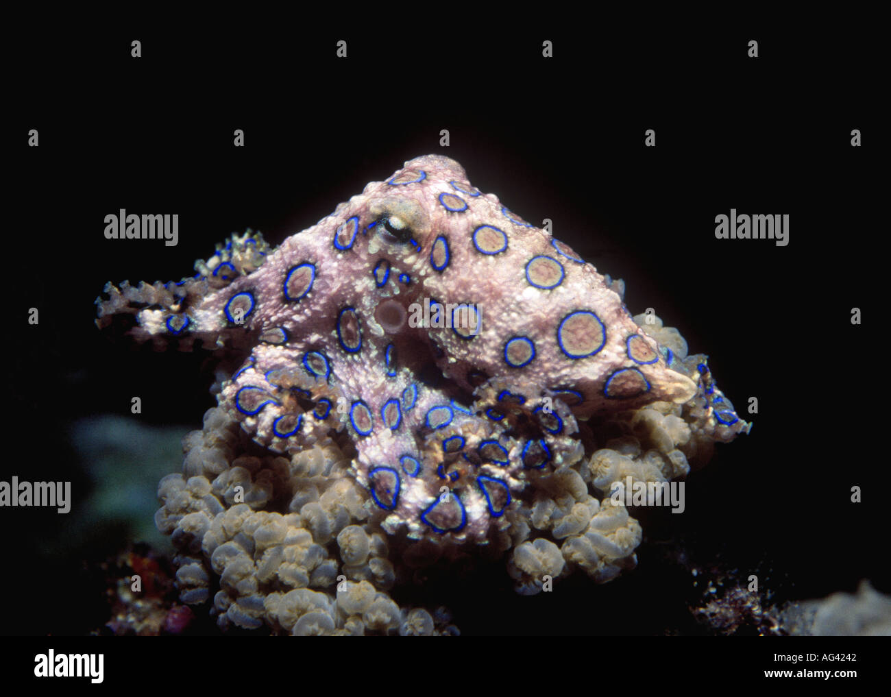 Blu velenose inanellato Octopus, Hapalochlaena maculosa. Questo polpo è in grado di iniettare potente neurotossina che può uccidere. Foto Stock