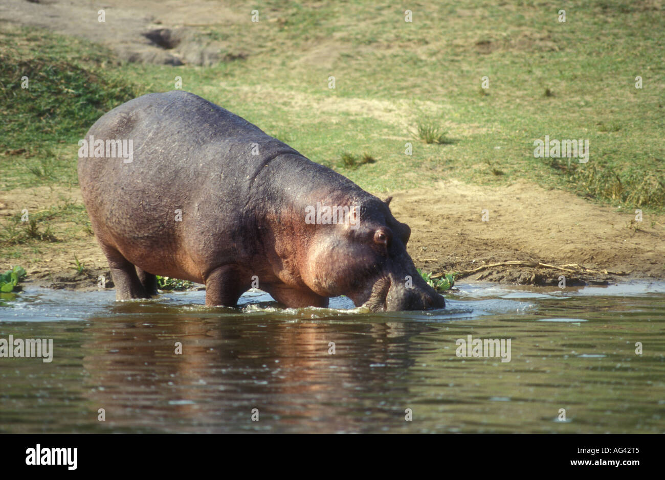Hippo entrata in acqua nel canale Kazinga Queen Elizabeth National Park in Uganda si vede dal lancio Foto Stock