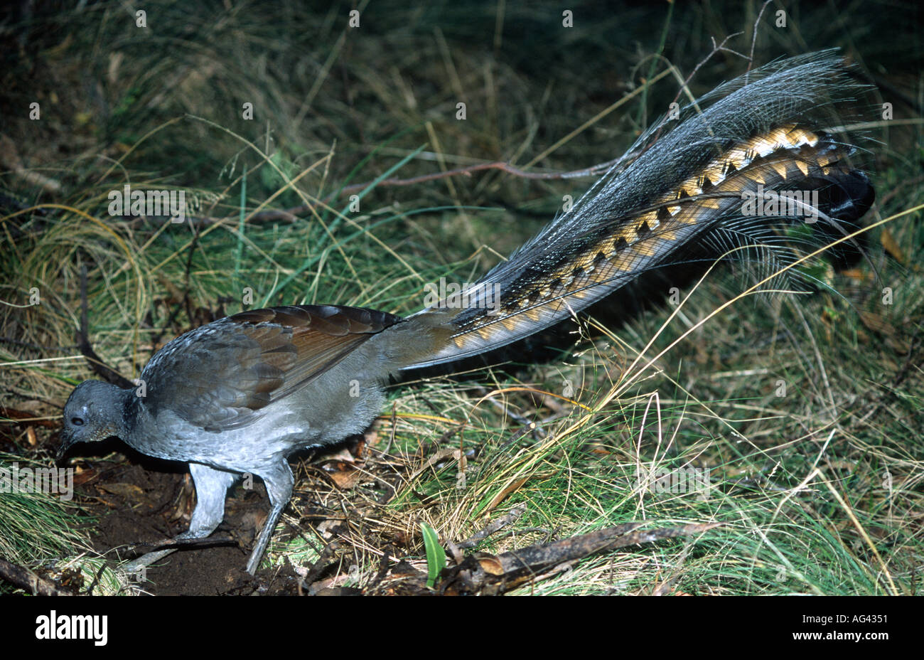 Superbo maschio Lyrebird, Menura novaehollandiae è un grande Australian songbird notare per la sua coda e mimica intelligente di suoni. Foto Stock