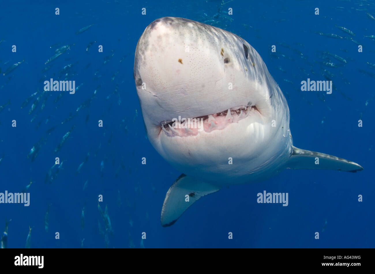 Il grande squalo bianco (Carcharodon carcharias) fotografato in Isola di Guadalupe, in Messico. Foto Stock