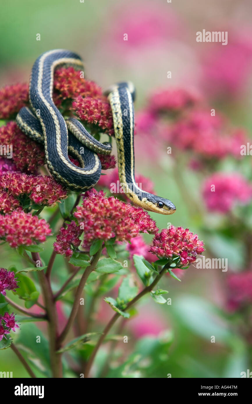 Garter snake attende per un pasto tra i coloratissimi fiori di Sedum Foto Stock