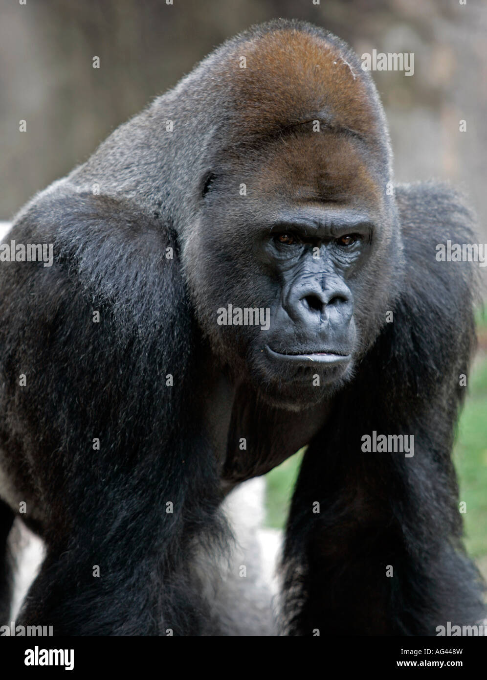 Gorilla all'Audubon Zoo di New Orleans, Lousiana. Foto Stock