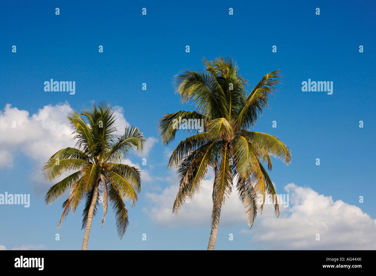 Le palme nel sud-ovest della Florida Foto Stock