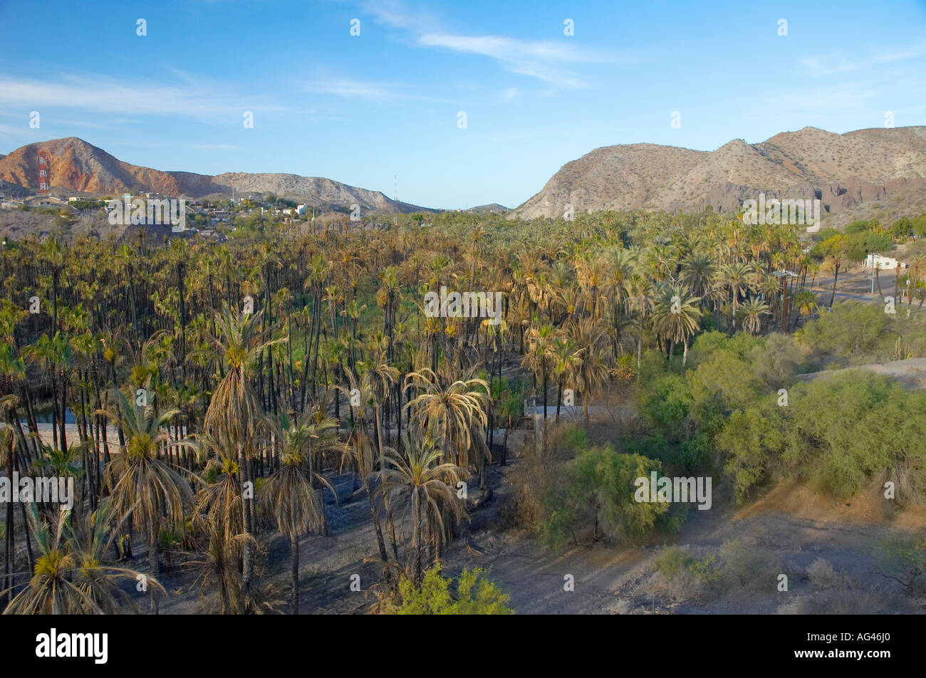 Muleje Baja California Messico Foto Stock