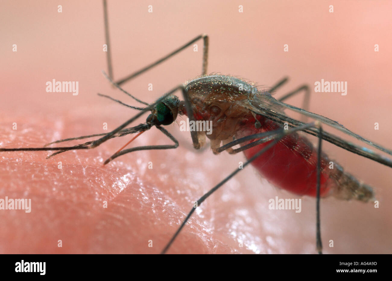 Anopheles atroparvus mosquito femmina adulta di mordere sull essere umano per un pasto di sangue Foto Stock