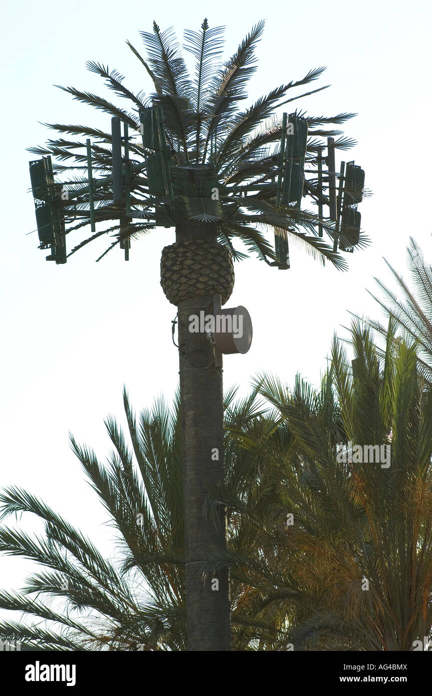 Telefono cellulare della torre radio e microonde stazione relè dissimulata come un albero di palma in California. Foto Stock