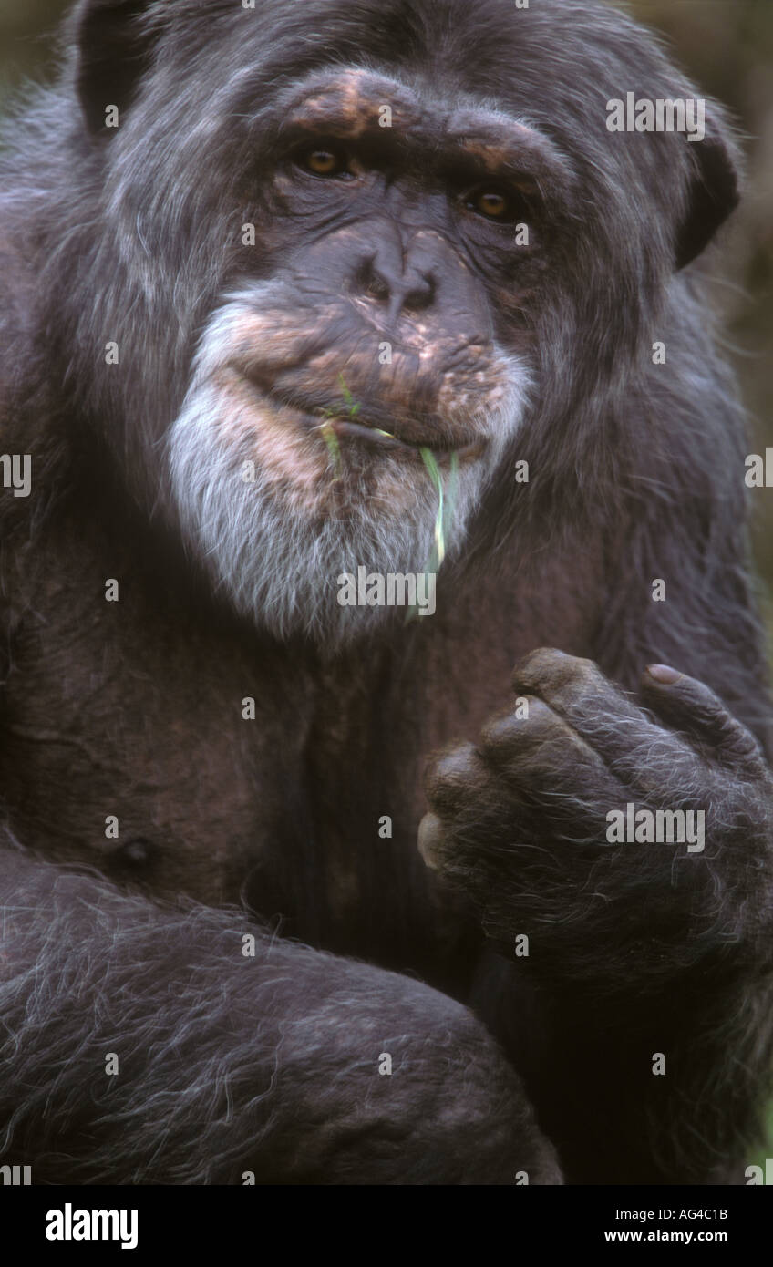 Uno scimpanzé Pan troglodytes vistosa nella fotocamera, close up ritratto Foto Stock