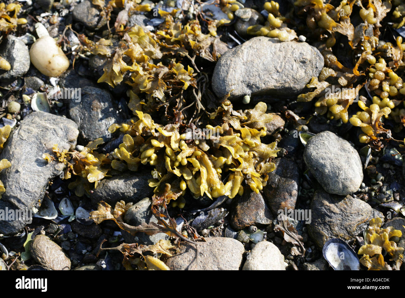 Wrack della vescica che copre la parte esposta del litorale di Loch Long Arrochar Argyll Scozia Scotland Foto Stock